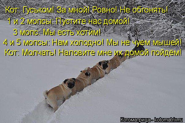 3 мопс: Мы есть хотим! Кот: Молчать! Наловите мне их домой пойдём! Кот: Гуськом! За мной! Ровно! Не о... Котоматрица: 3 мопс: Мы есть хотим! Кот: Молчать! Наловите мне их домой пойдём! Кот: Гуськом! За мной! Ровно! Не обгонять! 1 и 2 мопсы: Пустите нас домой! 4 и 5 мо