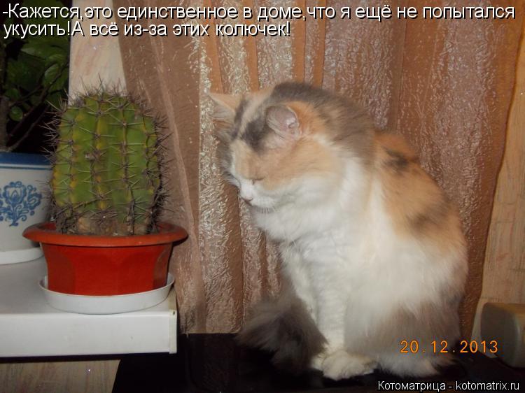 -Кажется,это единственное в доме,что я ещё не попытался укусить!А всё из-за этих колючек!... Котоматрица: -Кажется,это единственное в доме,что я ещё не попытался укусить!А всё из-за этих колючек!