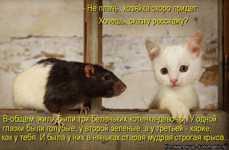 - Не плачь, хозяйка скоро придет. Хочешь, сказку расскажу? В-общем, жили-были три беленьких котенк... Котоматрица: - Не плачь, хозяйка скоро придет. Хочешь, сказку расскажу? В-общем, жили-были три беленьких котенка-девочки. У одной глазки были голубые, у в