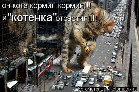 он кота кормил кормил!!! и "котенка" отрастил!!!!... Котоматрица: он кота кормил кормил!!! и "котенка" отрастил!!!!