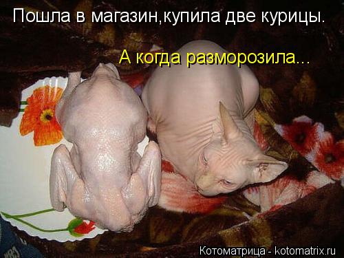 Пошла в магазин,купила две курицы. А когда разморозила...... Котоматрица: Пошла в магазин,купила две курицы. А когда разморозила...