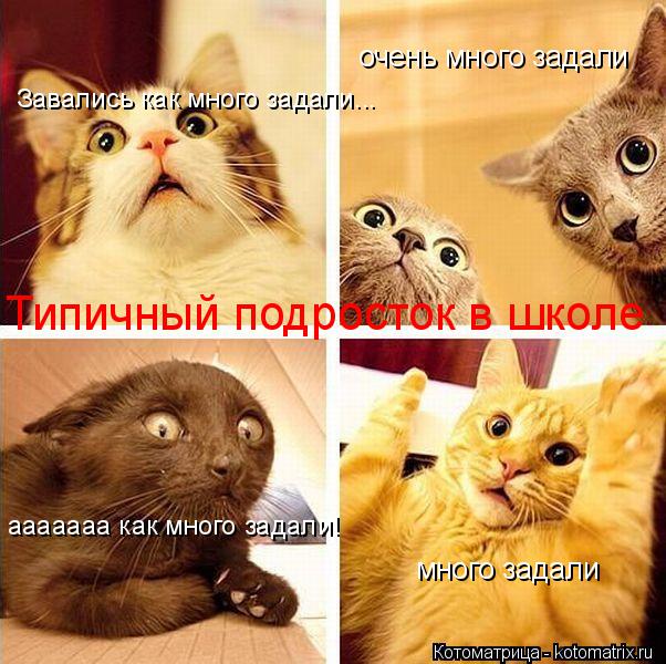 много задали очень много задали ааааааа как много задали! Завались как много задали... Типичный подро... Котоматрица: много задали очень много задали ааааааа как много задали! Завались как много задали... Типичный подросток в школе
