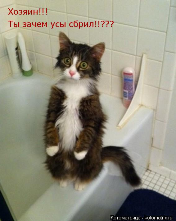 Хозяин!!! Ты зачем усы сбрил!!???... Котоматрица: Хозяин!!! Ты зачем усы сбрил!!???
