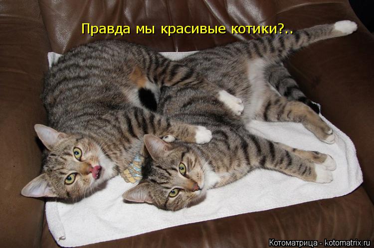 Правда мы красивые котики?..... Котоматрица: Правда мы красивые котики?..