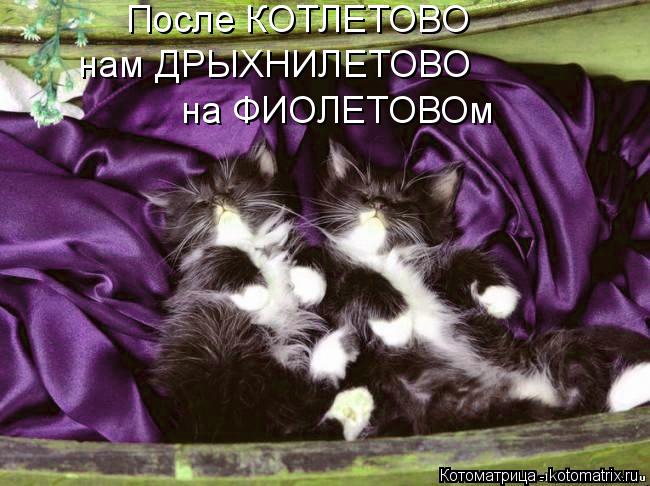 После КОТЛЕТОВО нам ДРЫХНИЛЕТОВО на ФИОЛЕТОВОм... Котоматрица: После КОТЛЕТОВО нам ДРЫХНИЛЕТОВО на ФИОЛЕТОВОм