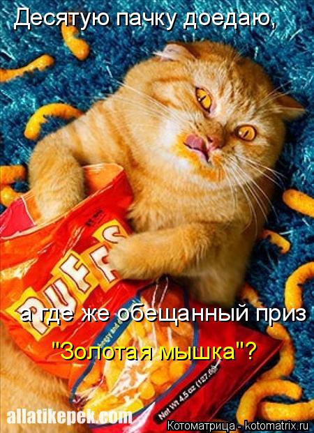 Котоматрица: Десятую пачку доедаю, а где же обещанный приз "Золотая мышка"?