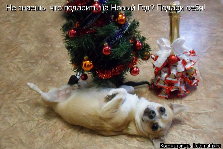 Котоматрица: Не знаешь  что подарить на Новый Год? Подари себя!
