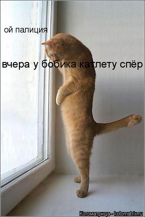 ой палиция вчера у бобика катлету спёр... Котоматрица: ой палиция вчера у бобика катлету спёр