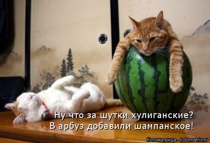 Ну что за шутки хулиганские? В арбуз добавили шампанское!... Котоматрица: Ну что за шутки хулиганские? В арбуз добавили шампанское!