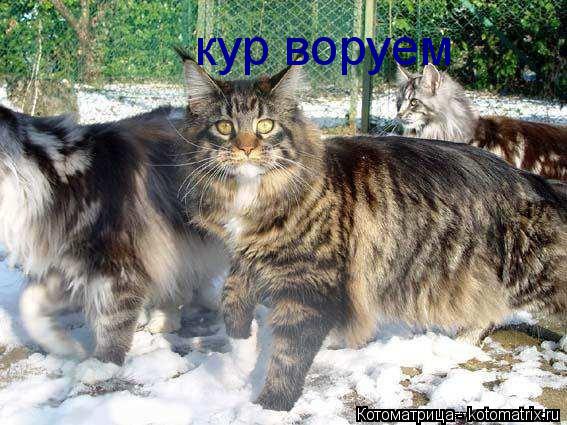 кур воруем... Котоматрица: кур воруем