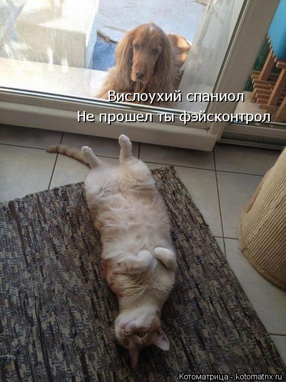 Котоматрица: Вислоухий спаниол Не прошел ты фэйсконтрол