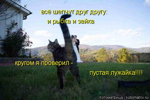 всё шепчут друг другу: и рыбка и зайка кругом я проверил - пустая лужайка!!!!... Котоматрица: всё шепчут друг другу: и рыбка и зайка кругом я проверил - пустая лужайка!!!!