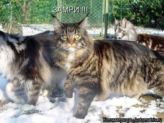 Котоматрица: ЗАМРИ !!!
