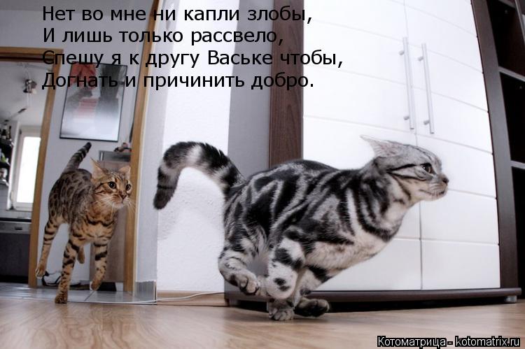 Нет во мне ни капли злобы, И лишь только рассвело, Спешу я к другу Ваське чтобы, Догнать и причинить ... Котоматрица: Нет во мне ни капли злобы, И лишь только рассвело, Спешу я к другу Ваське чтобы, Догнать и причинить добро.