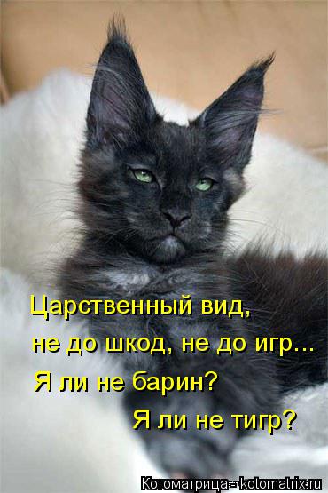 Котоматрица: Царственный вид, не до шкод, не до игр... Я ли не барин? Я ли не тигр?