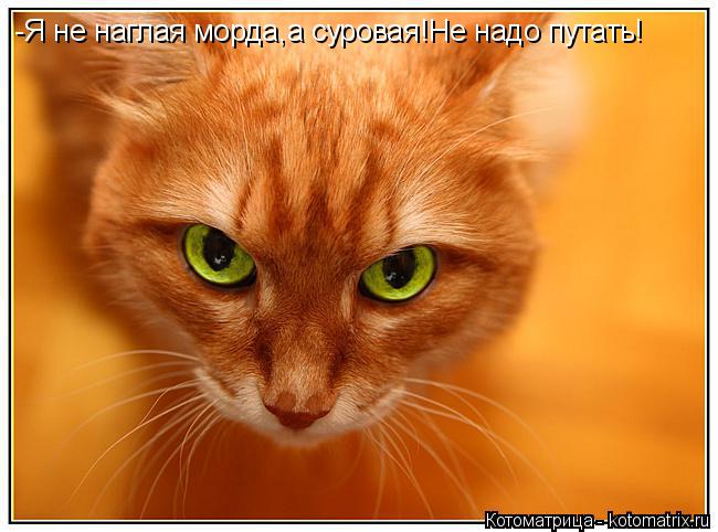 Котоматрица: -Я не наглая морда,а суровая!Не надо путать!