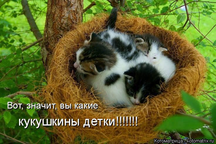 Вот, значит, вы какие кукушкины детки!!!!!!!... Котоматрица: Вот, значит, вы какие кукушкины детки!!!!!!!