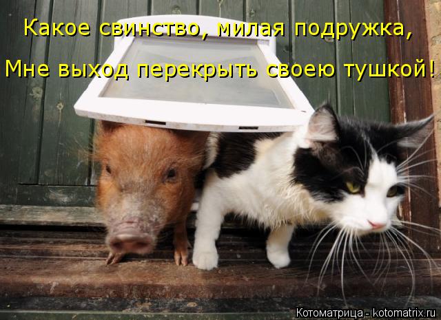 Какое свинство, милая подружка, Мне выход перекрыть своею тушкой!... Котоматрица: Какое свинство, милая подружка, Мне выход перекрыть своею тушкой!
