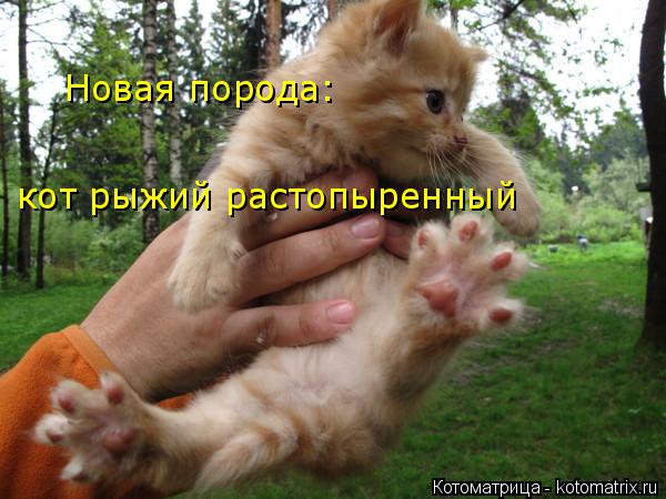 Новая порода: кот рыжий растопыренный... Котоматрица: Новая порода: кот рыжий растопыренный