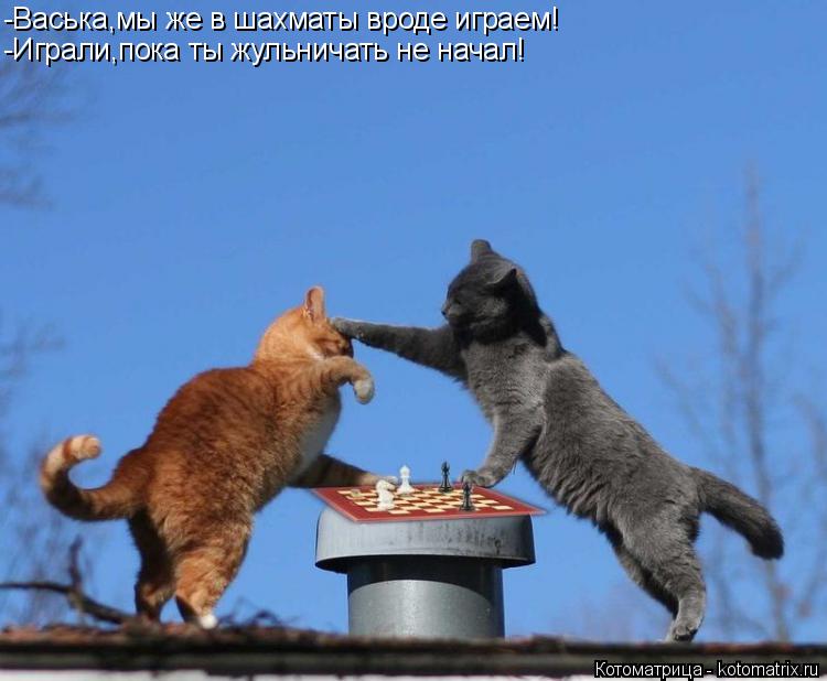 Котоматрица: -Васька,мы же в шахматы вроде играем! -Играли,пока ты жульничать не начал!