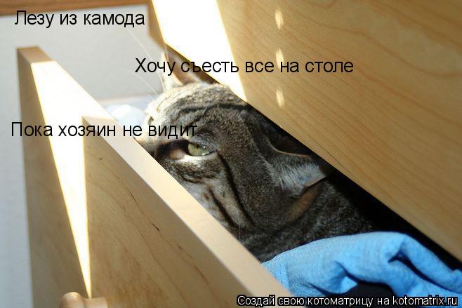 Котоматрица: Лезу из камода Хочу съесть все на столе Пока хозяин не видит.