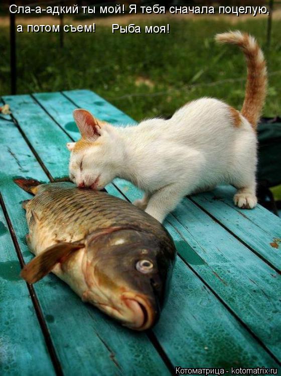 Котоматрица: Сла-а-адкий ты мой! Я тебя сначала поцелую, а потом съем! Рыба моя!