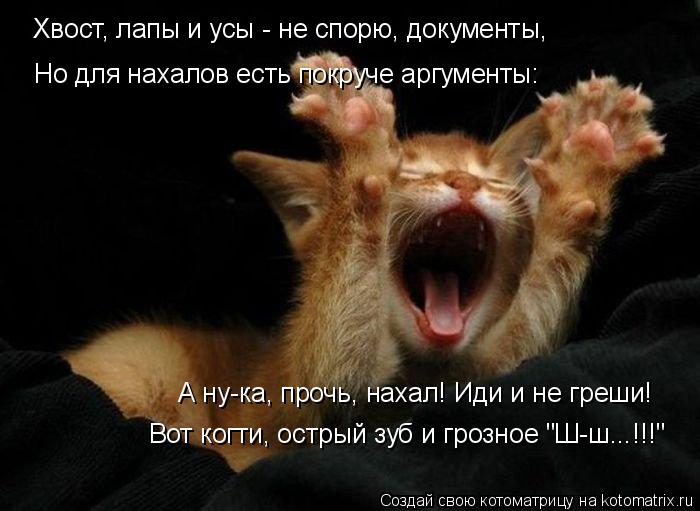 Котоматрица: Хвост, лапы и усы - не спорю, документы, Но для нахалов есть покруче аргументы: А ну-ка, прочь, нахал! Иди и не греши! Вот когти, острый зуб и гро