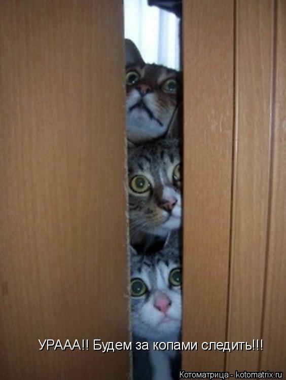 УРААА!! Будем за копами следить!!!... Котоматрица: УРААА!! Будем за копами следить!!!
