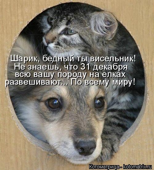 Шарик, бедный ты висельник! Не знаешь, что 31 декабря всю вашу породу на елках развешивают... По вс... Котоматрица: Шарик, бедный ты висельник! Не знаешь, что 31 декабря всю вашу породу на елках развешивают... По всему миру!