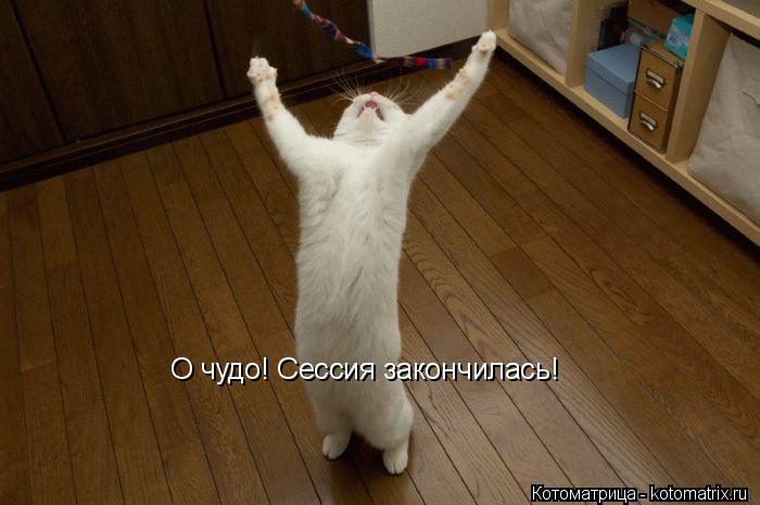 Котоматрица: О чудо! Сессия закончилась!