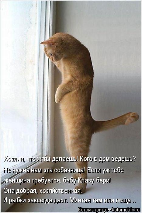 Котоматрица: Хозяин, что ж ты делаешь! Кого в дом ведешь? Не нужна нам эта собачница! Если уж тебе   женщина требуется, бабу Клаву бери!  Она добрая, хозяйст