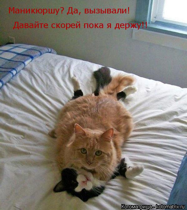 Маникюршу? Да, вызывали! Давайте скорей пока я держу!!... Котоматрица: Маникюршу? Да, вызывали! Давайте скорей пока я держу!!
