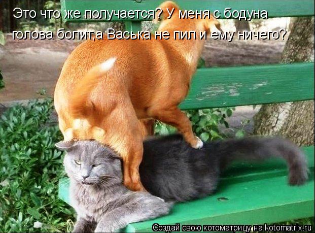 Котоматрица: голова болит,а Васька не пил и ему ничего?.. Это что же получается? У меня с бодуна