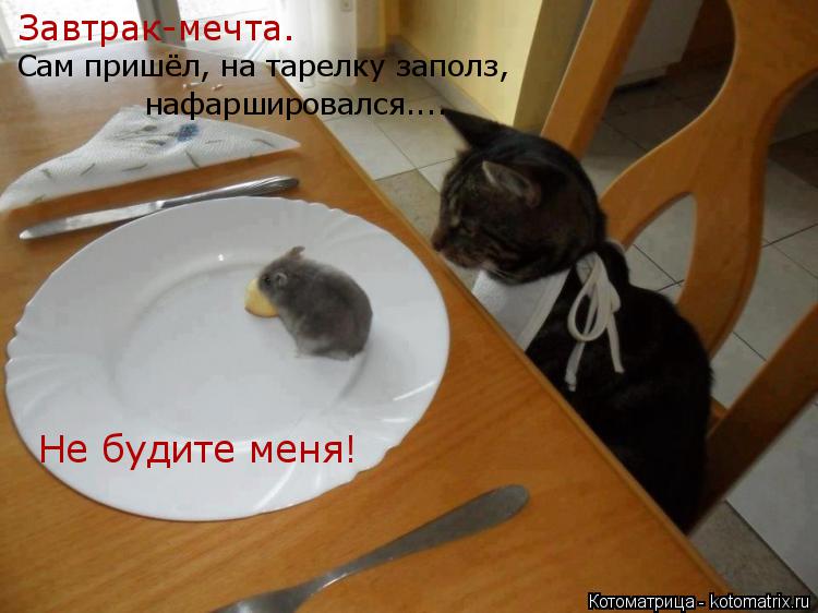Завтрак-мечта. Сам пришёл, на тарелку заполз, нафаршировался.... Не будите меня!... Котоматрица: Завтрак-мечта. Сам пришёл, на тарелку заполз, нафаршировался.... Не будите меня!