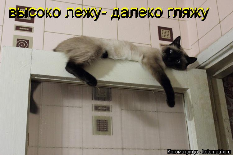 Котоматрица: высоко лежу- далеко гляжу высоко лежу- далеко гляжу