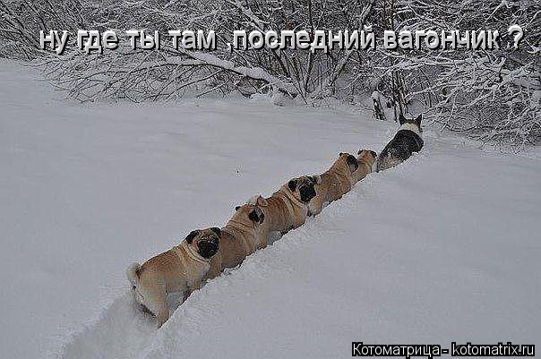 Котоматрица: ну где ты там ,последний вагончик ? ну где ты там ,последний вагончик ?
