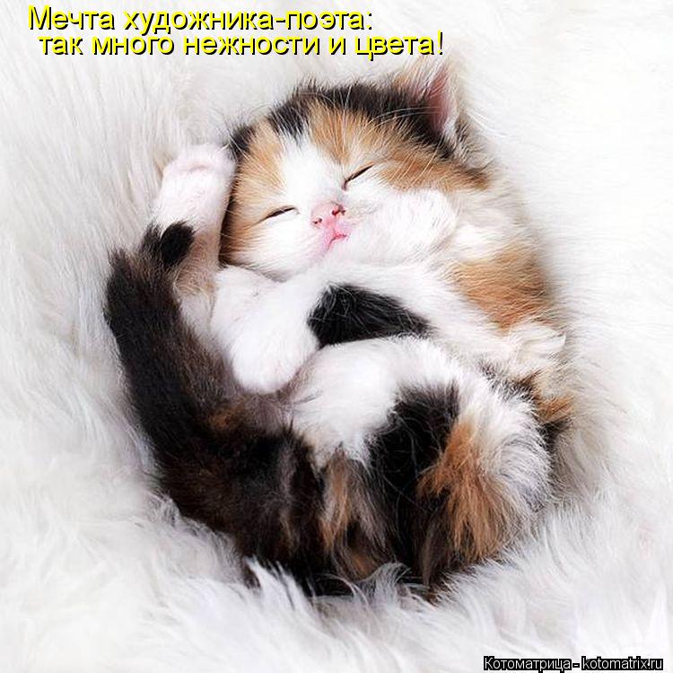 Котоматрица: Мечта художника-поэта: так много нежности и цвета!