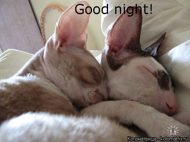 Good night! Good night!... Котоматрица: Good night! Good night!