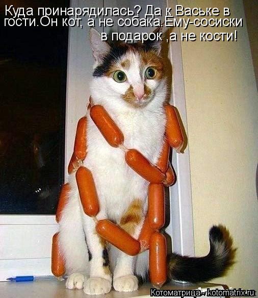 Куда принарядилась? Да к Ваське в в подарок ,а не кости! гости.Он кот, а не собака.Ему-сосиски... Котоматрица: Куда принарядилась? Да к Ваське в в подарок ,а не кости! гости.Он кот, а не собака.Ему-сосиски
