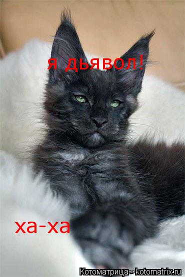 я дьявол! ха-ха... Котоматрица: я дьявол! ха-ха