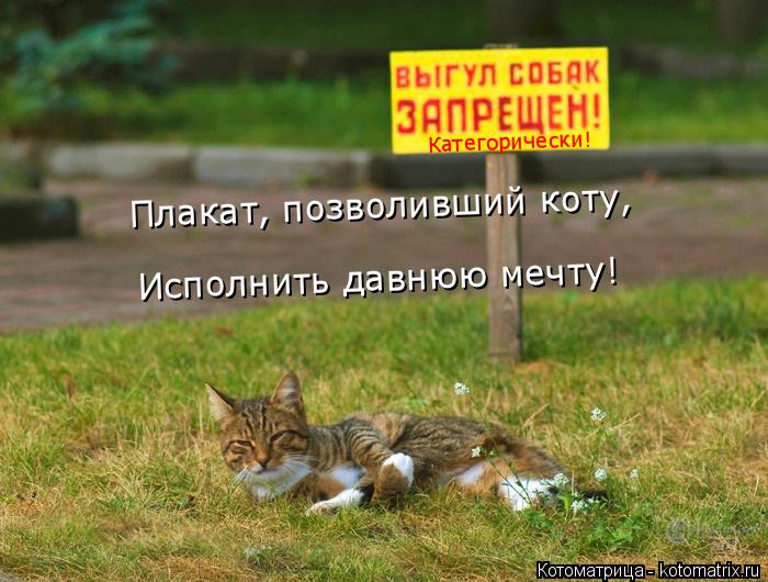 Категорически! Исполнить давнюю мечту! Плакат, позволивший коту,... Котоматрица: Категорически! Исполнить давнюю мечту! Плакат, позволивший коту,