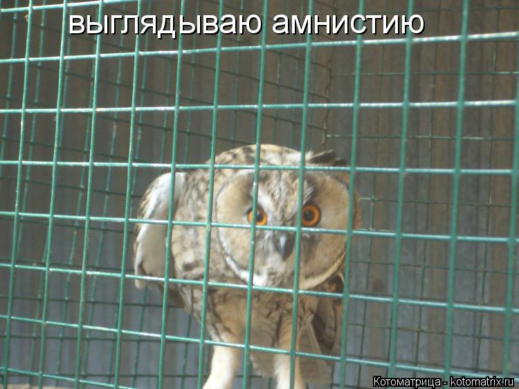 Котоматрица: выглядываю амнистию