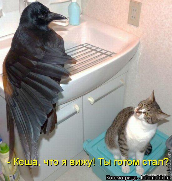 - Кеша, что я вижу! Ты готом стал?... Котоматрица: - Кеша, что я вижу! Ты готом стал?
