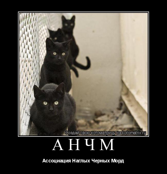 Котоматрица: АНЧМ Ассоциация Наглых Черных Морд
