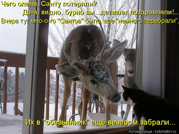 Чего олени, Санту потеряли? Их в "обезьянник" ещё вечером забрали... Вчера тут мно-о-го "Сантов" было... Котоматрица: Чего олени, Санту потеряли? Их в "обезьянник" ещё вечером забрали... Вчера тут мно-о-го "Сантов" было, все "немного перебрали", Да-а, видно, бурно