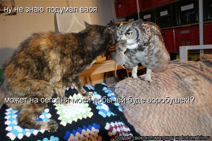 ну не знаю подумал вася может на сегодня моей добычей буде воробушек!?... Котоматрица: ну не знаю подумал вася может на сегодня моей добычей буде воробушек!?