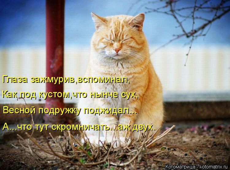 Котоматрица: Глаза зажмурив,вспоминал, Как под кустом,что нынче сух, Весной подружку поджидал... А...что тут скромничать...аж двух.