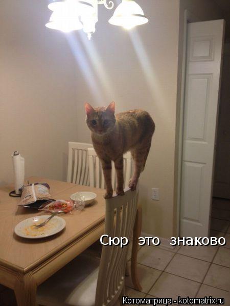 Котоматрица: Сюр  это  знаково