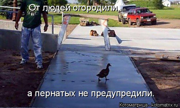 От людей огородили, а пернатых не предупредили.... Котоматрица: От людей огородили, а пернатых не предупредили.