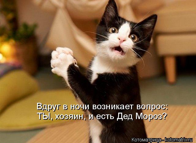ТЫ, хозяин, и есть Дед Мороз? Вдруг в ночи возникает вопрос:... Котоматрица: ТЫ, хозяин, и есть Дед Мороз? Вдруг в ночи возникает вопрос: